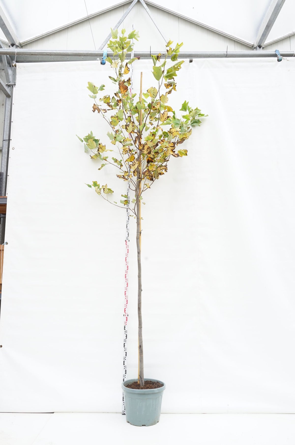 Liriodendron tulipifera 12-14 cm stam, C55 (55 liters kruka)