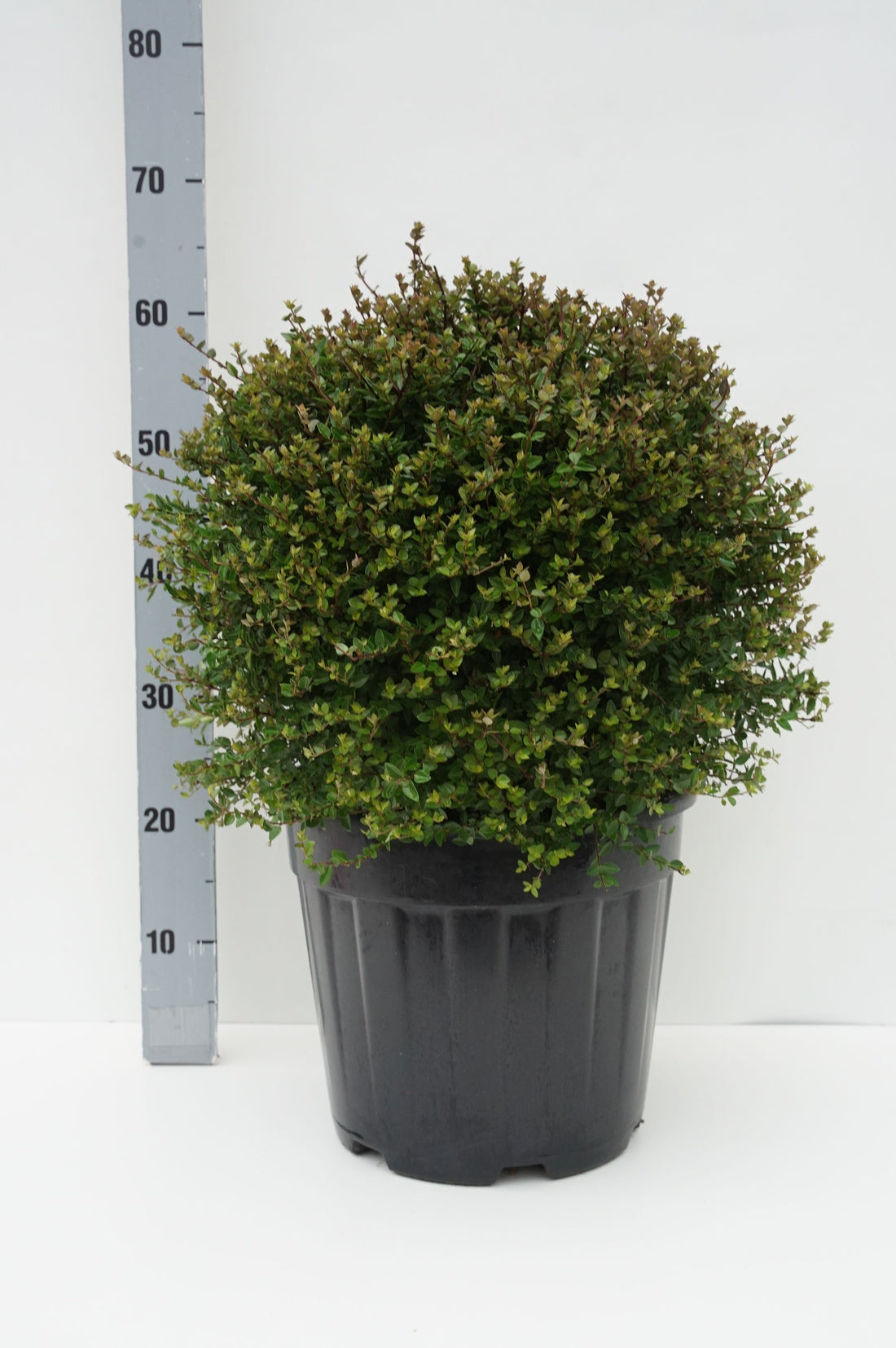 Lonicera Garden Clouds® Copper Glow 20-25 cm klot C3 (3 liters kruka)
