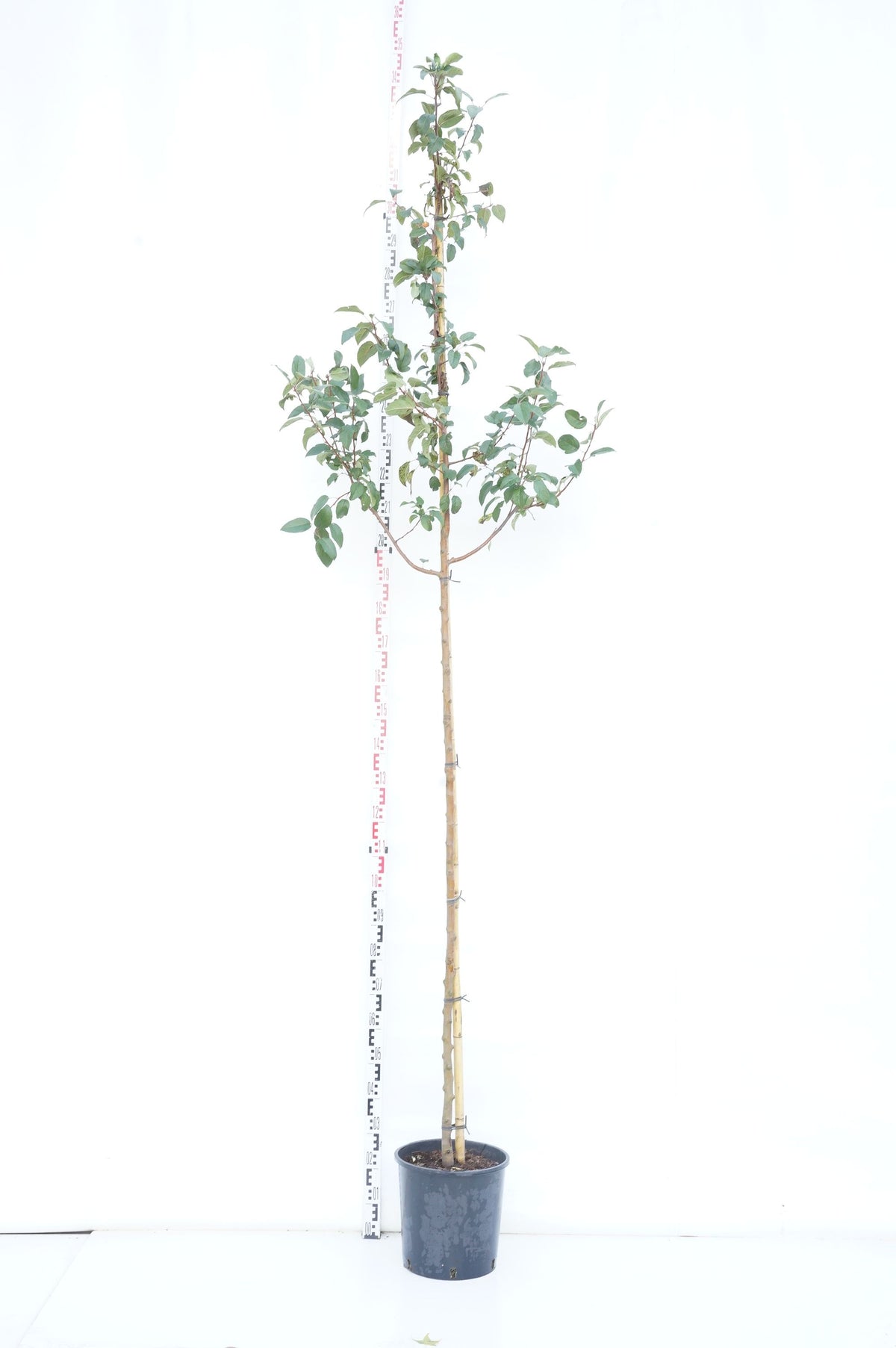 Malus &