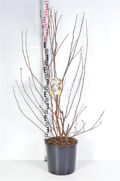 Magnolia stellata C10 (10 liters kruka) 60-80 cm