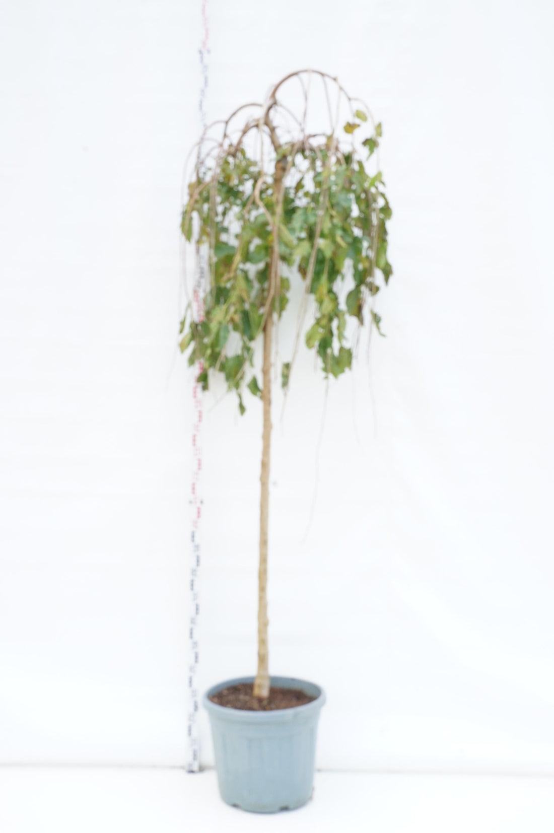 Morus alba &