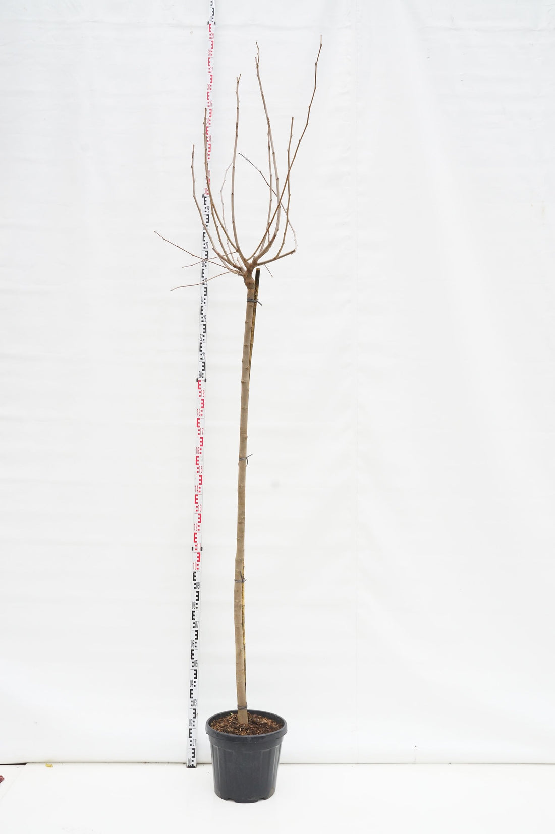 Morus platanifolia (fruitless) Stam 200 cm 10-12 cm C30 (30 liters kruka)