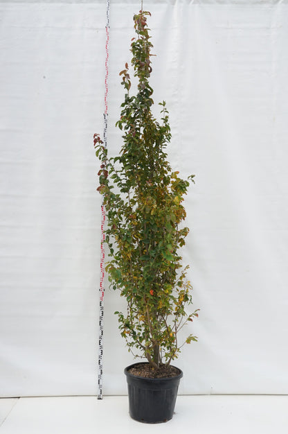 Nandina domestica &
