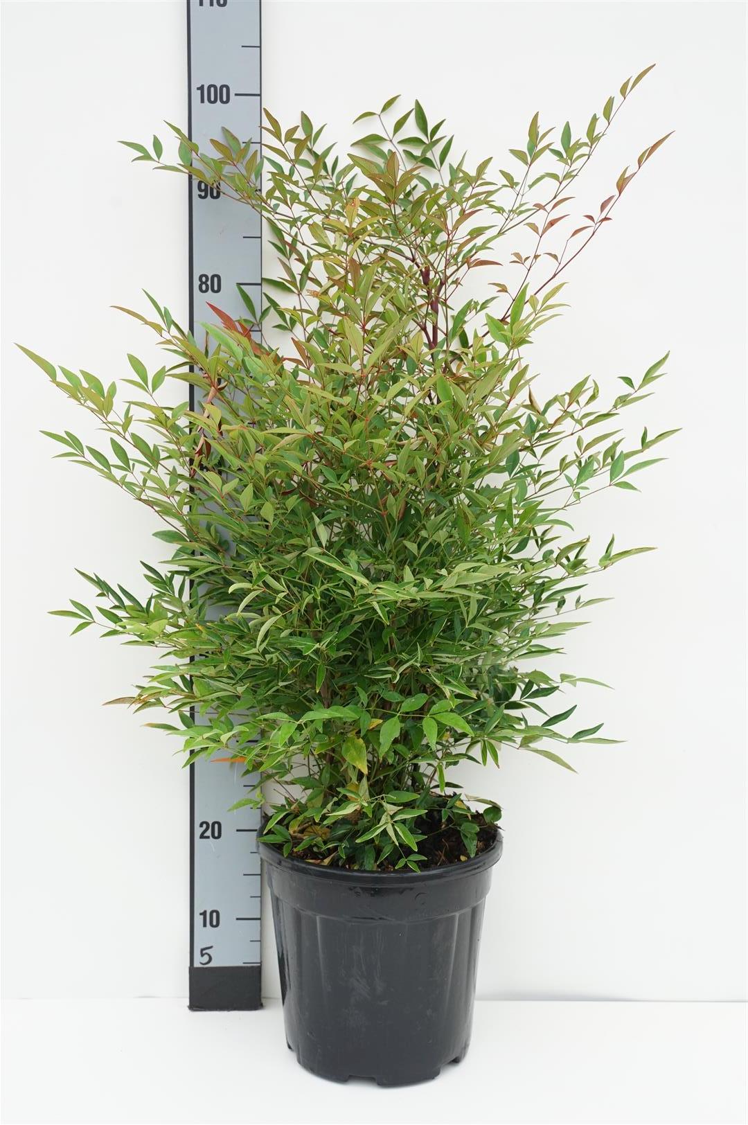 Nandina domestica C10 (10 liters kruka) 60-80 cm