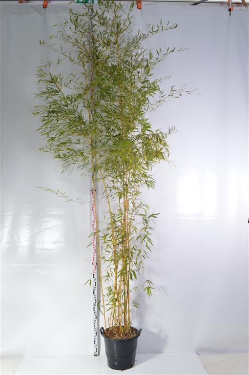 Phyllostachys aureos. &