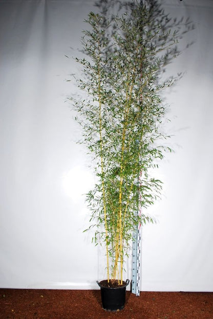 Phyllostachys aureos. &