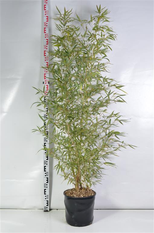 Phyllostachys aurea C10 (10 liters kruka) 100-150 cm