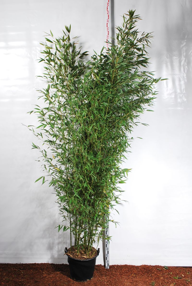 Phyllostachys aurea C35 (35 liters kruka) 250-300 cm