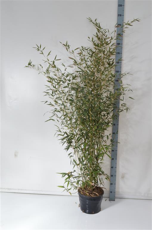 Phyllostachys bissetii C10 (10 liters kruka) 100-150 cm