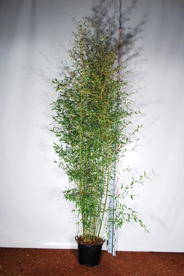 Phyllostachys bissetii C35 (35 liters kruka) 250-300 cm