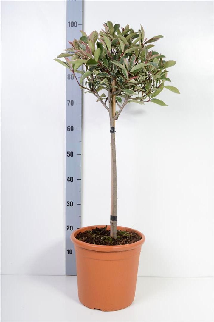 Photinia fraseri &