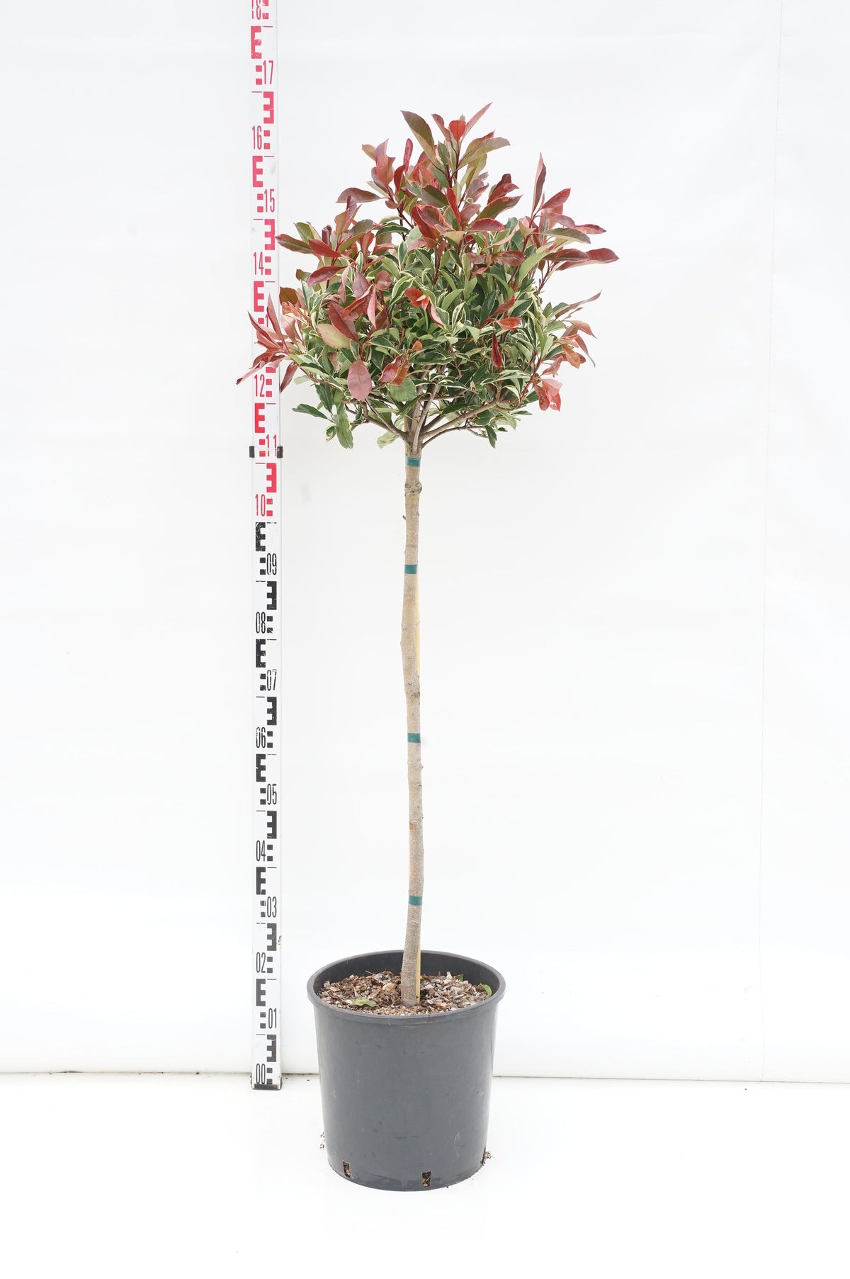 Photinia fraseri &