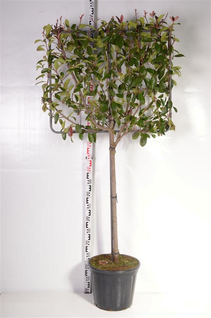 Photinia fraseri &