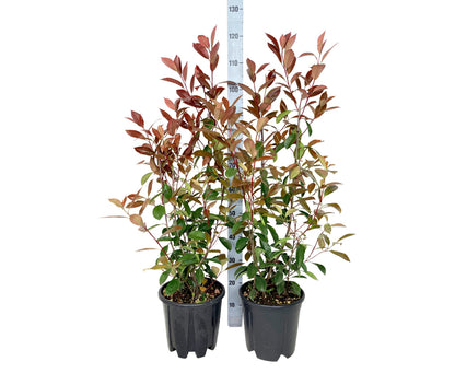 Photinia fraseri &