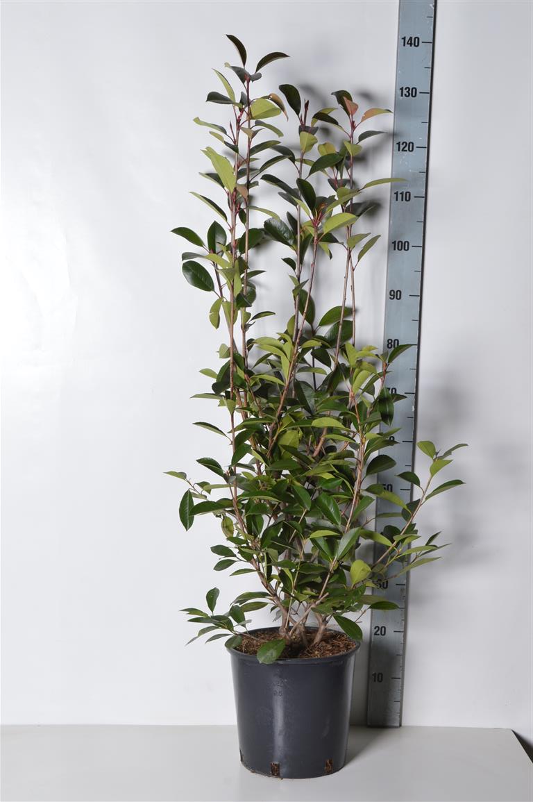 Photinia fraseri &