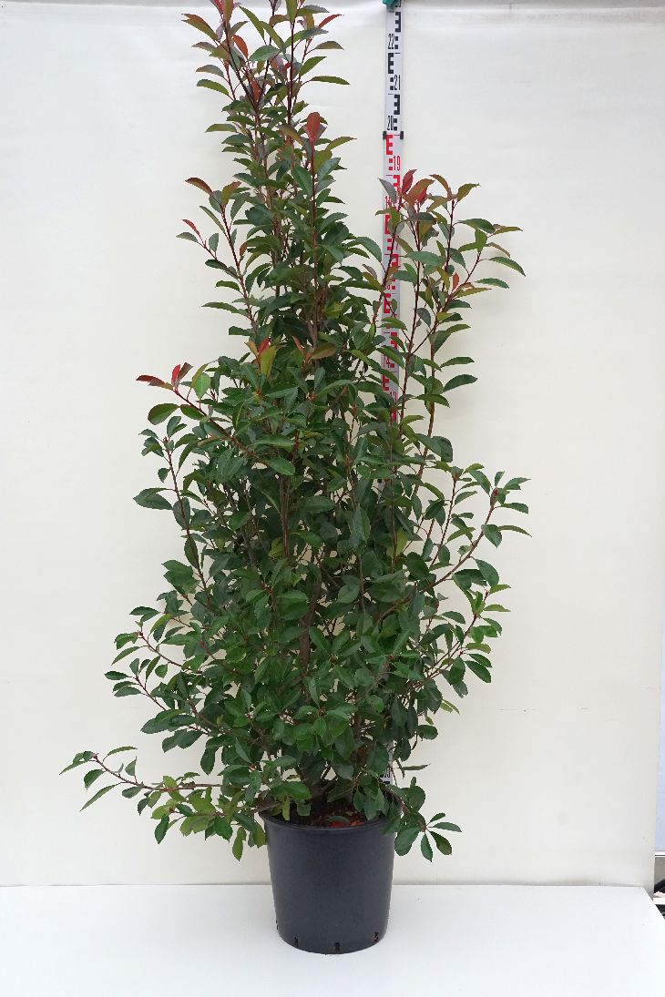 Photinia fraseri &