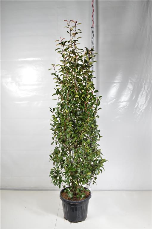 Photinia fraseri &