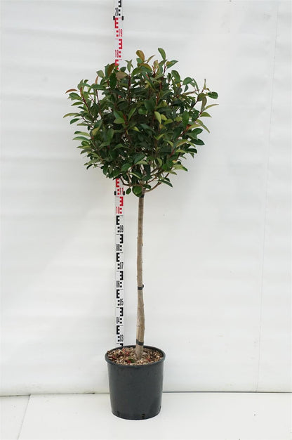 Photinia fraseri &