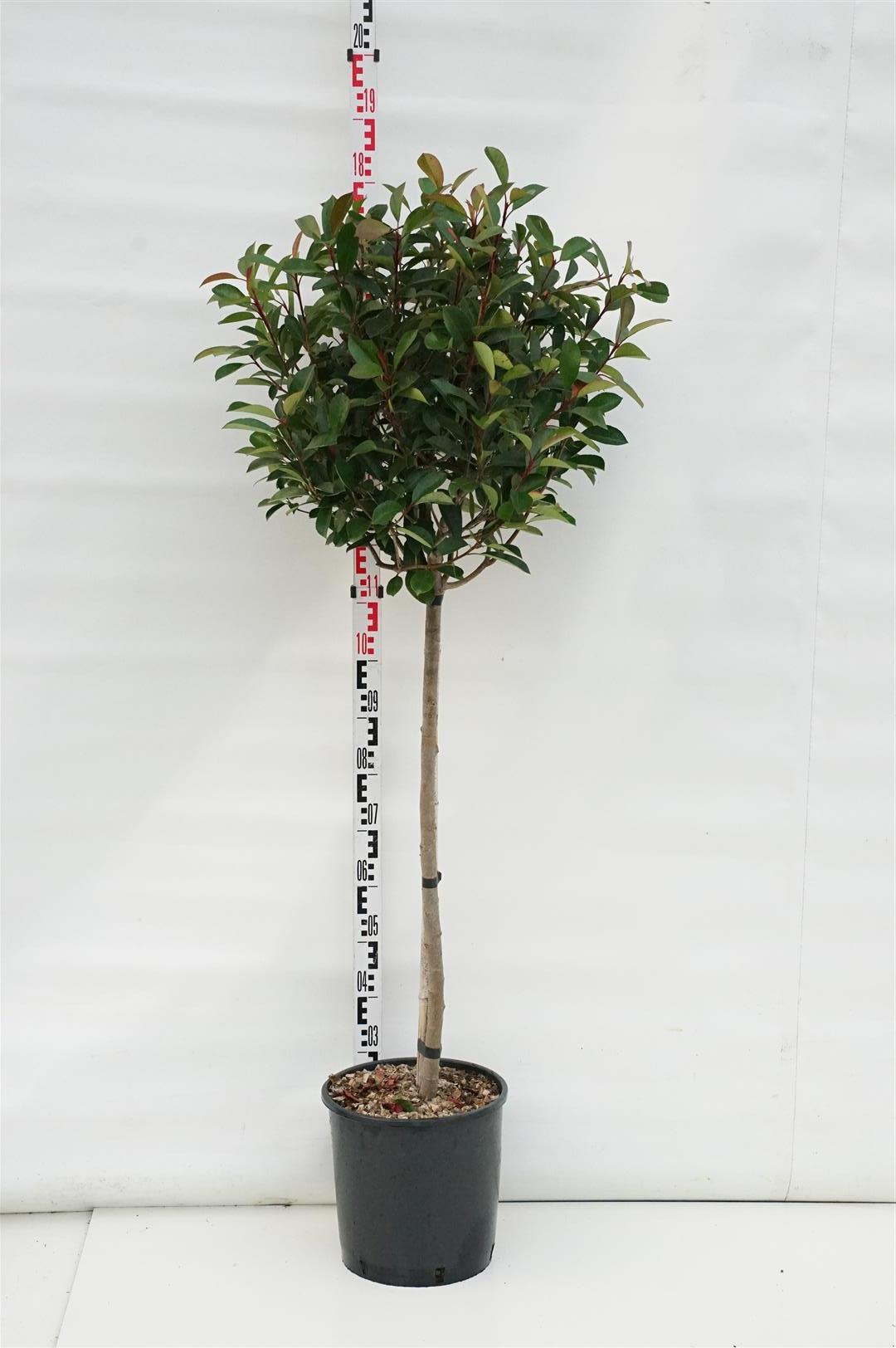 Photinia fraseri &