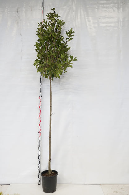 Photinia fraseri &