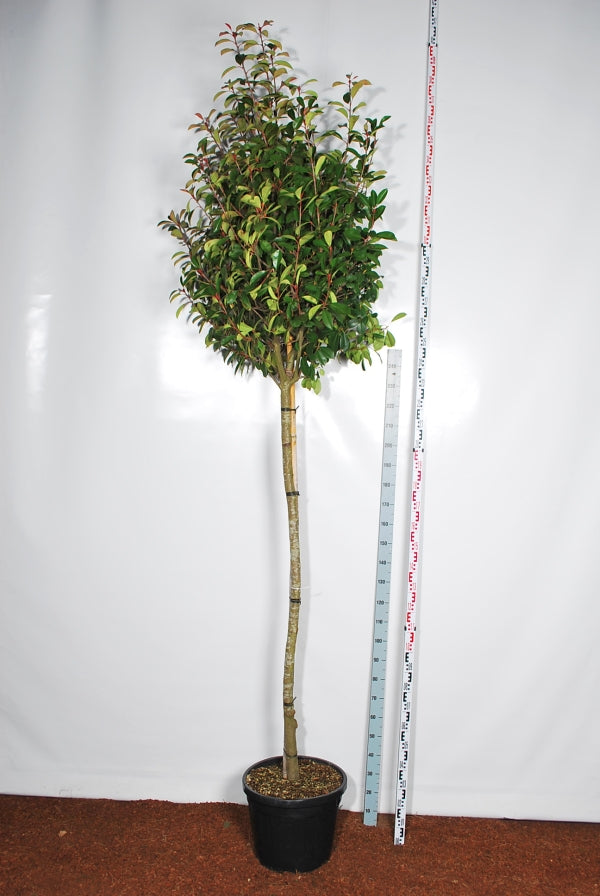 Photinia fraseri &