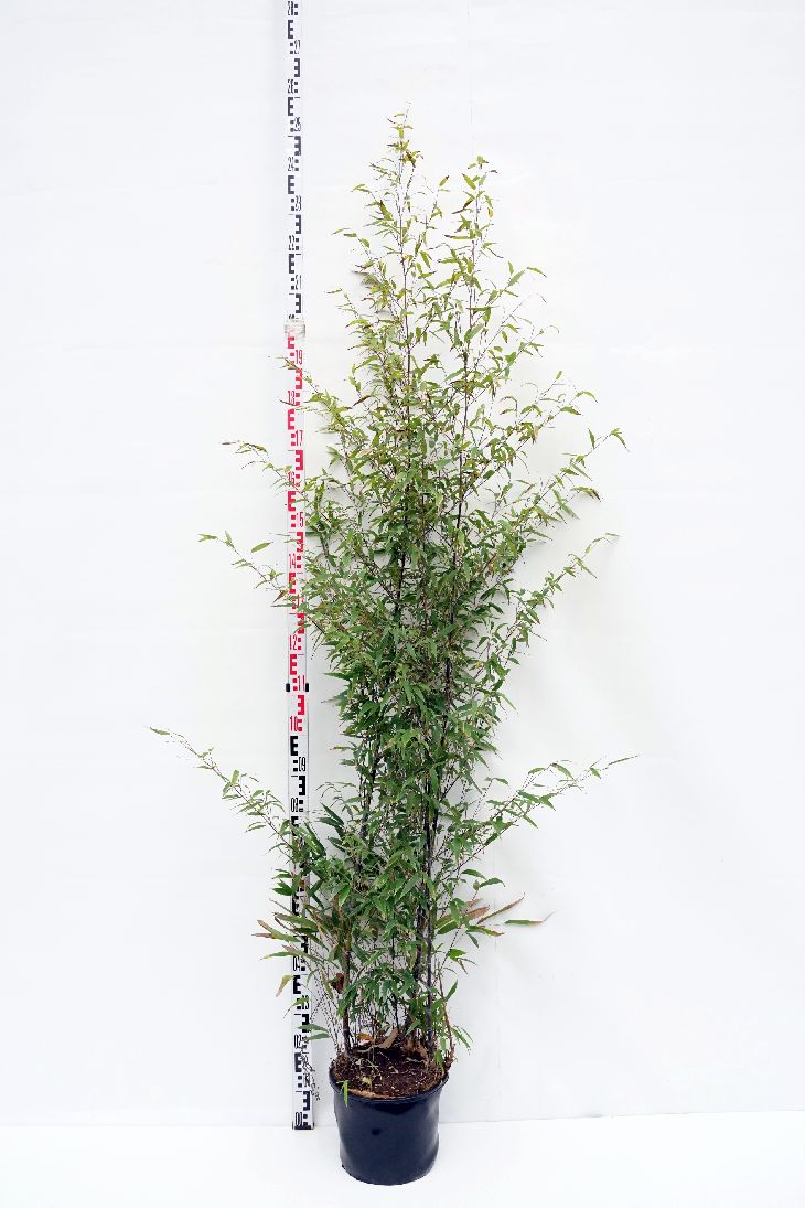 Phyllostachys nigra C10 (10 liters kruka) 100-150 cm