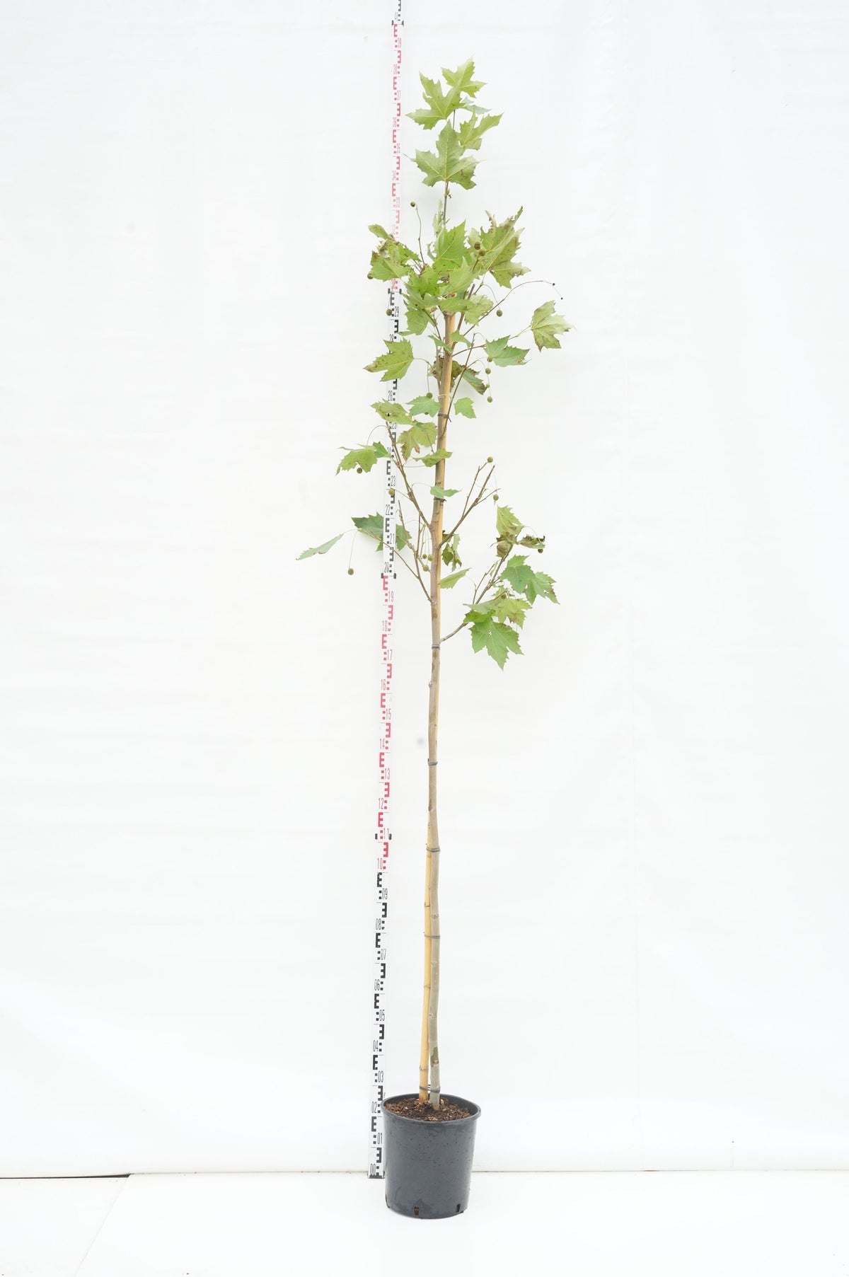 Platanus hispanica (acerifolia) 8-10 cm högstam barrotad