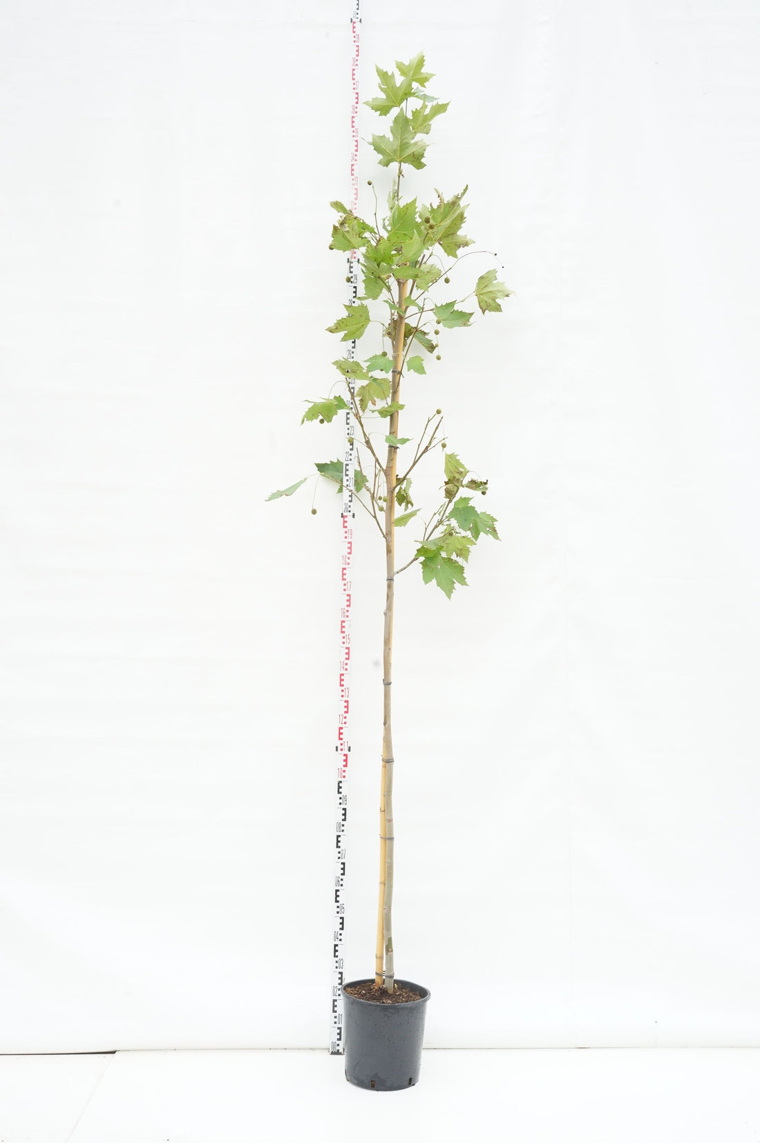 Platanus hispanica (acerifolia) 6-8 cm högstam, klump med nät