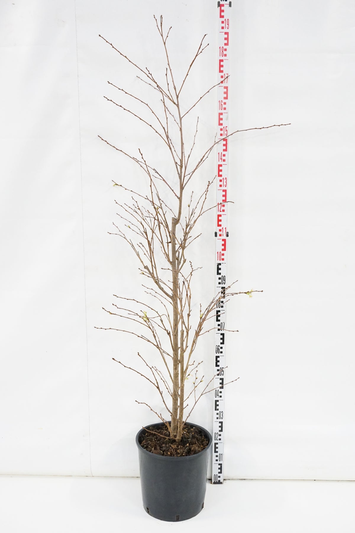 Prunus serr. &