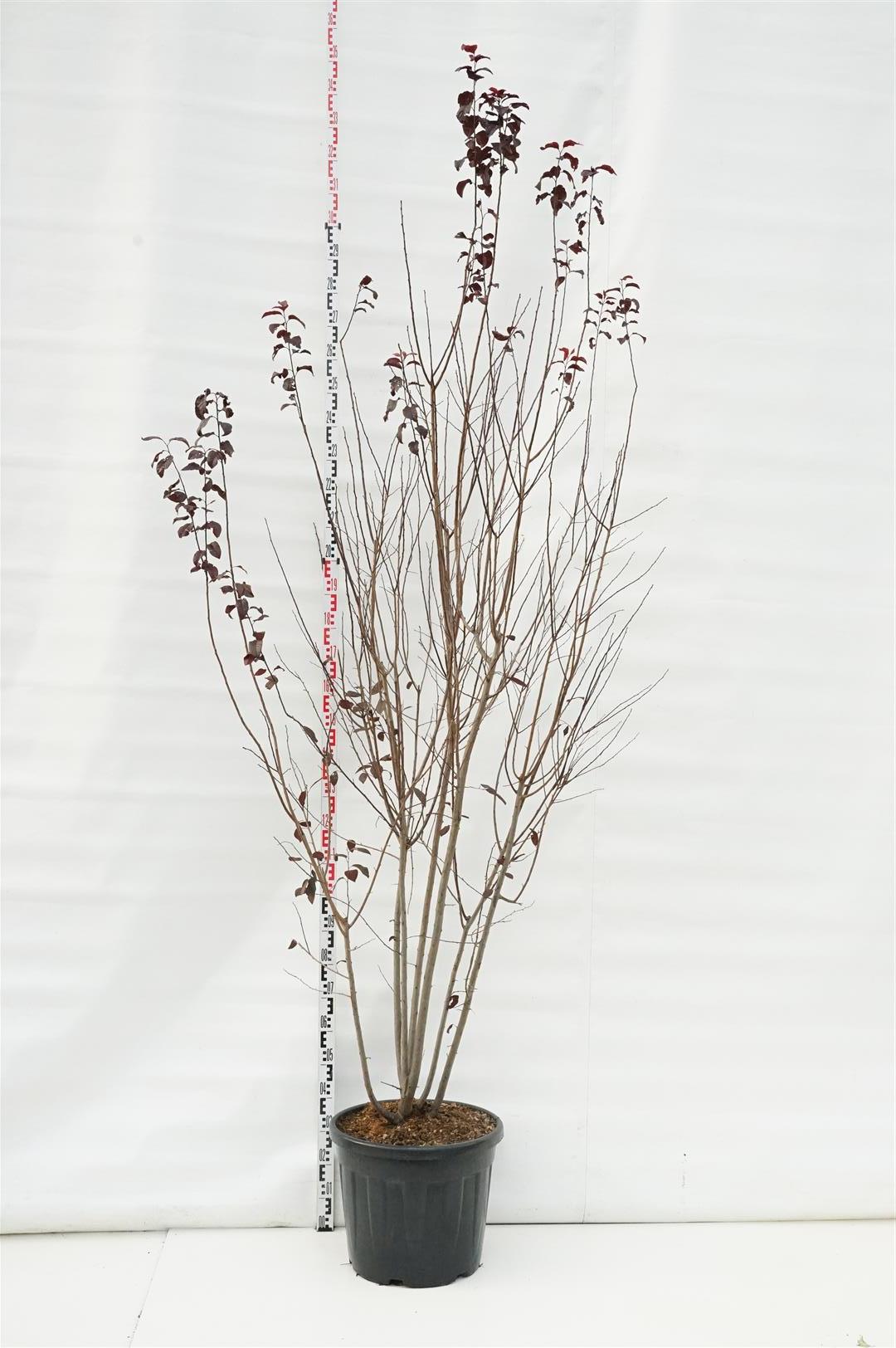 Prunus cer. &