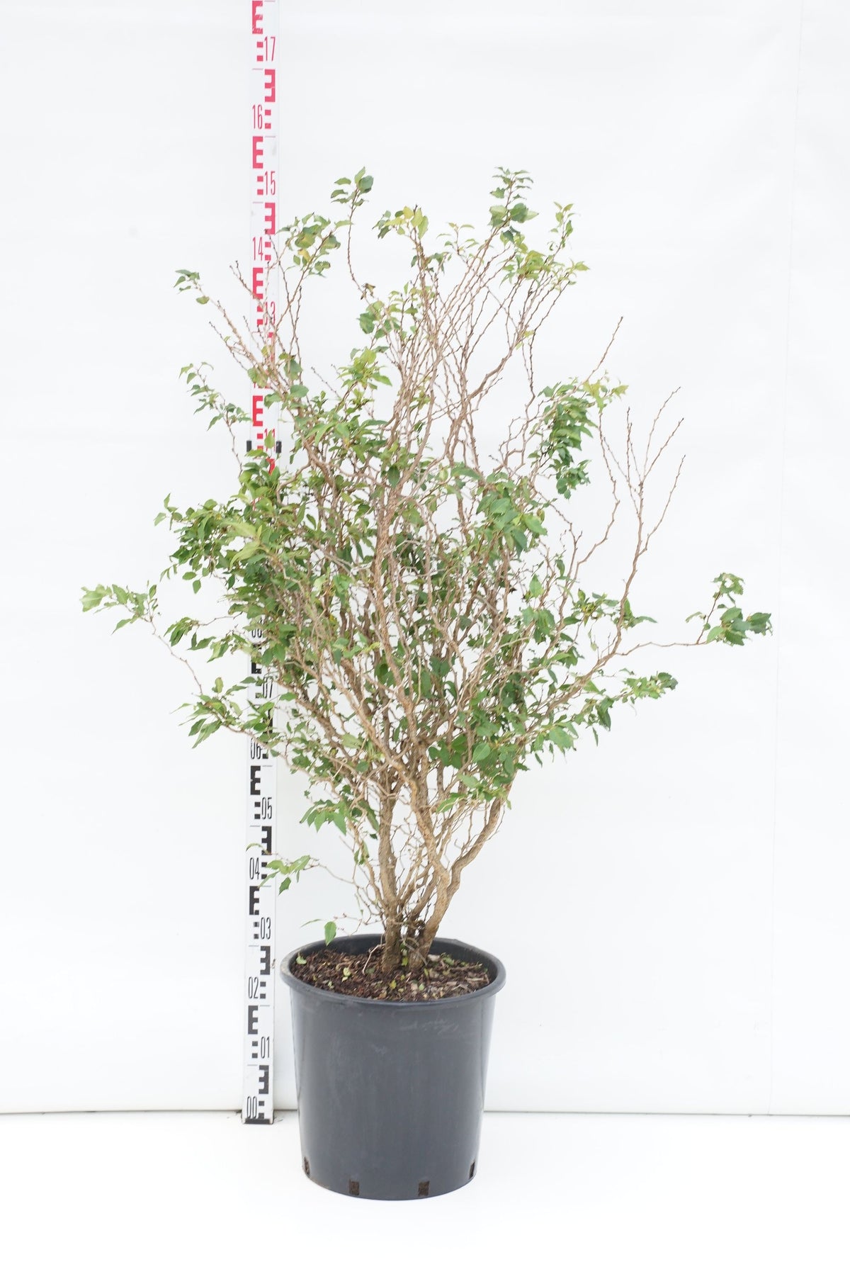 Prunus incisa &