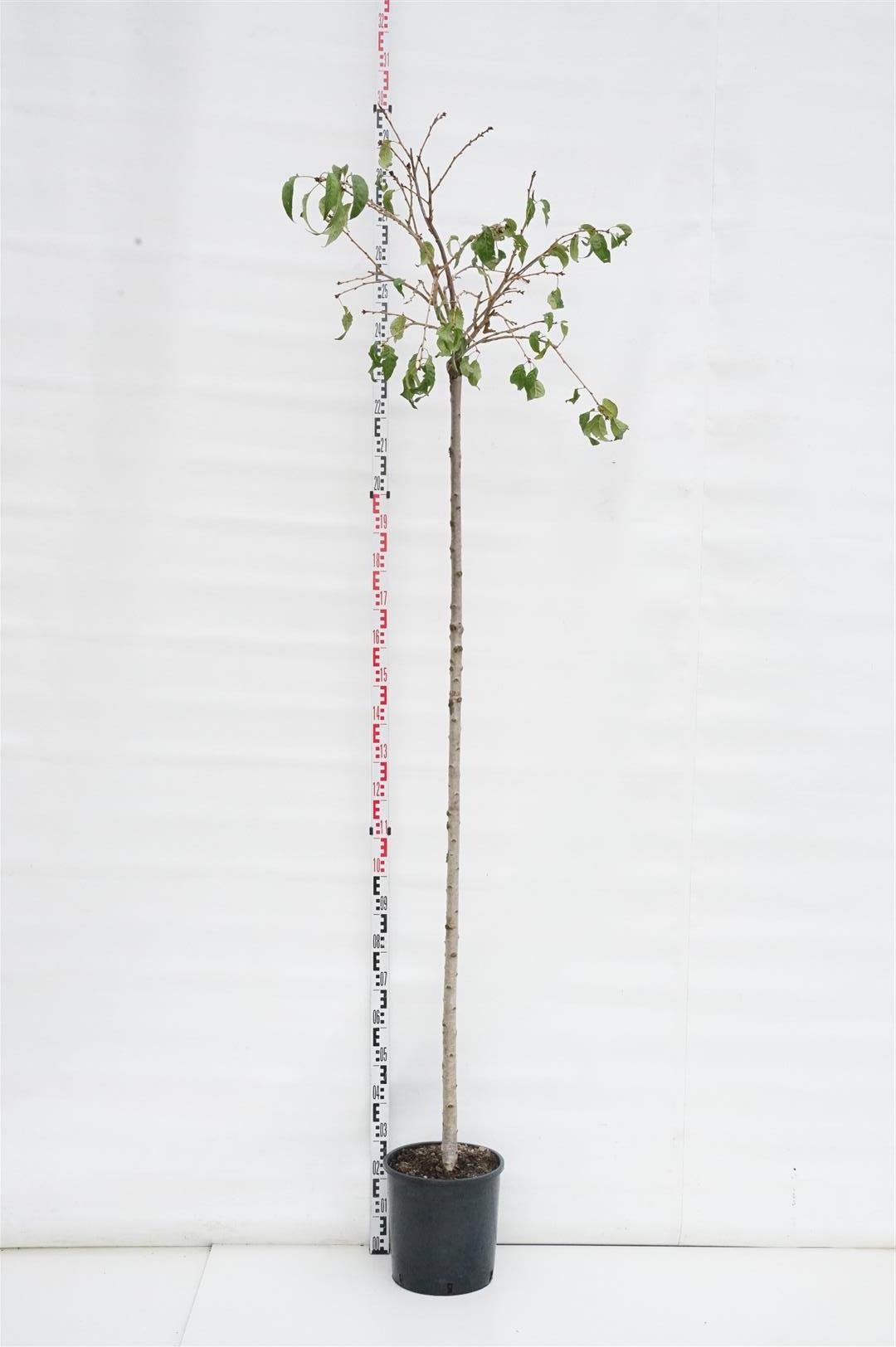 Prunus &