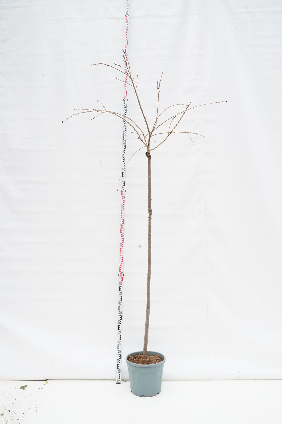 Prunus &