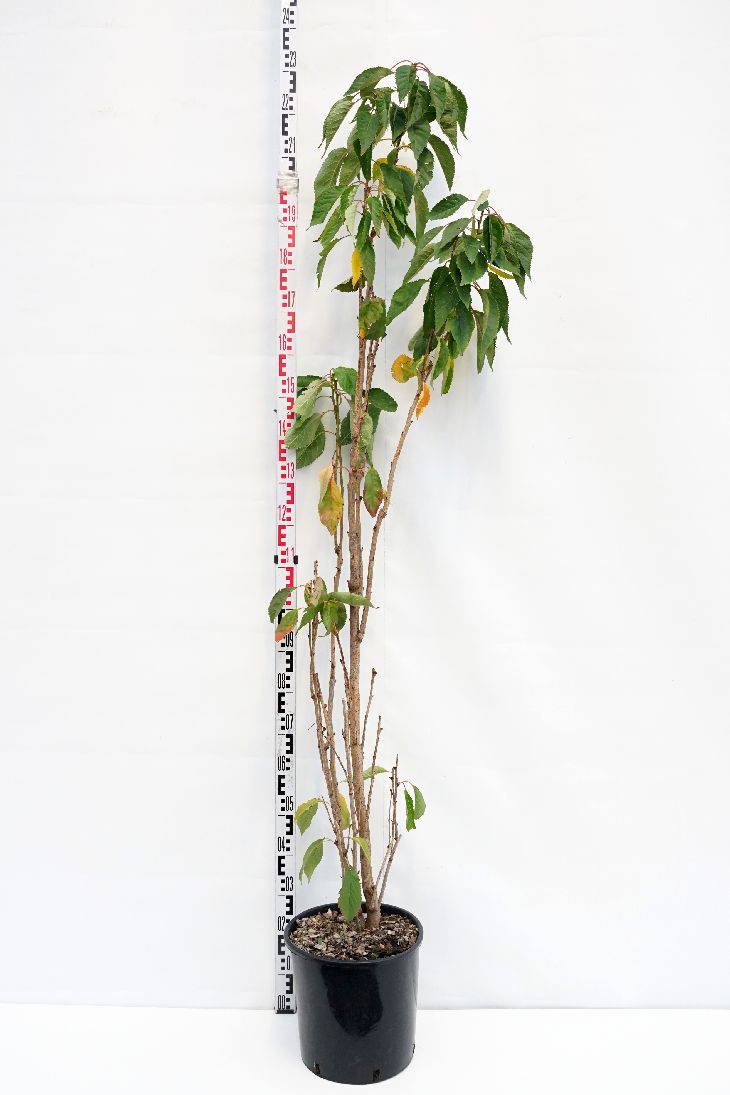 Prunus serrulata &