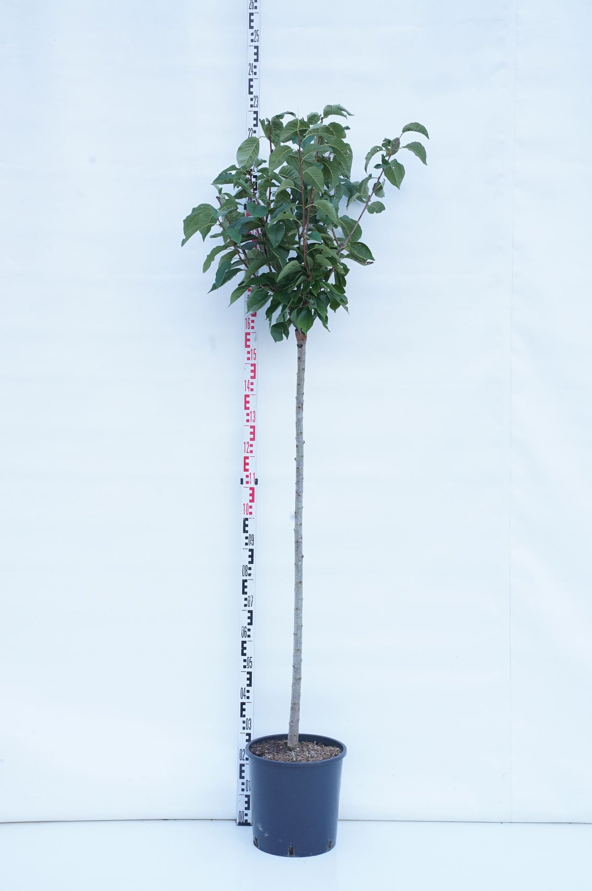 Prunus serr. &