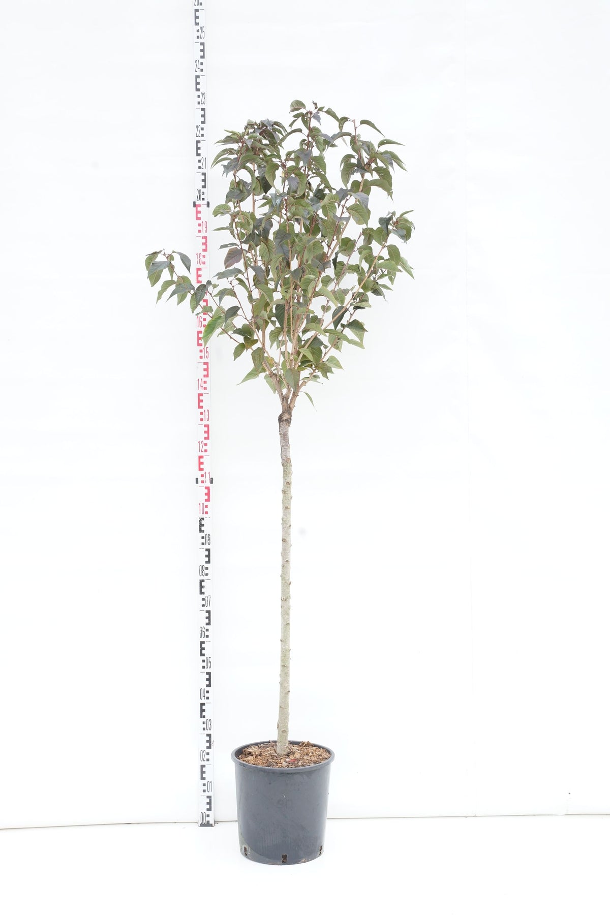 Prunus serr. &