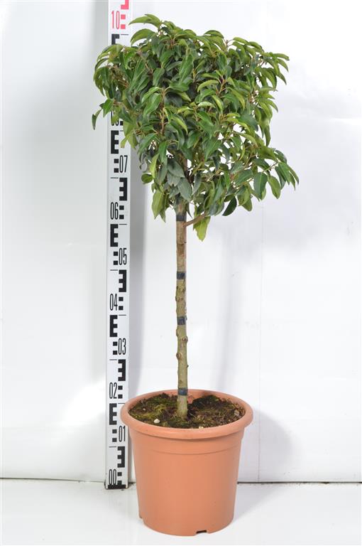 Prunus lus. &