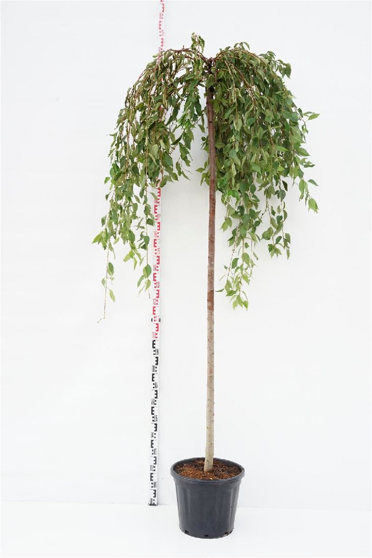 Prunus &