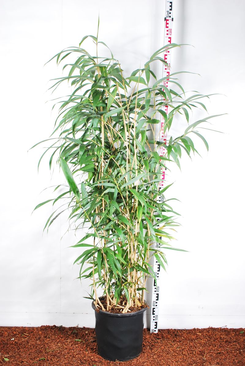 Pseudosasa japonica C18 (18 liters kruka) 100-150 cm