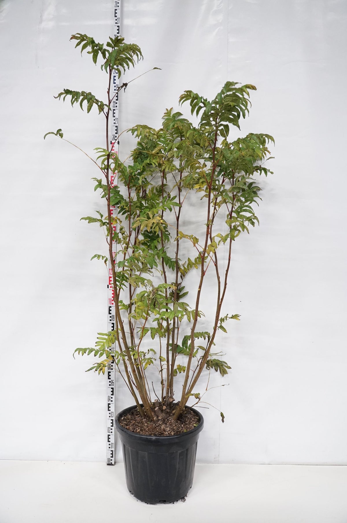Pterocarya fraxinifolia 8-10 cm Högstam barrot