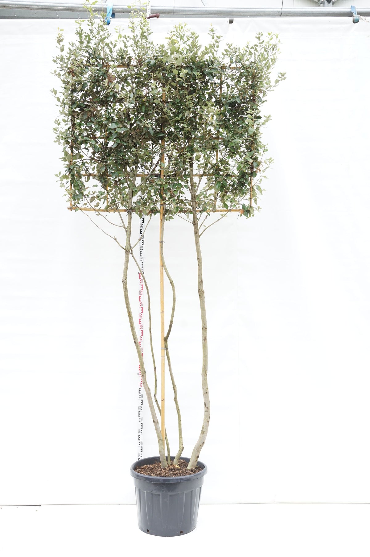 Quercus ilex (spaljerad) flerstammig C90 (90 liters kruka)