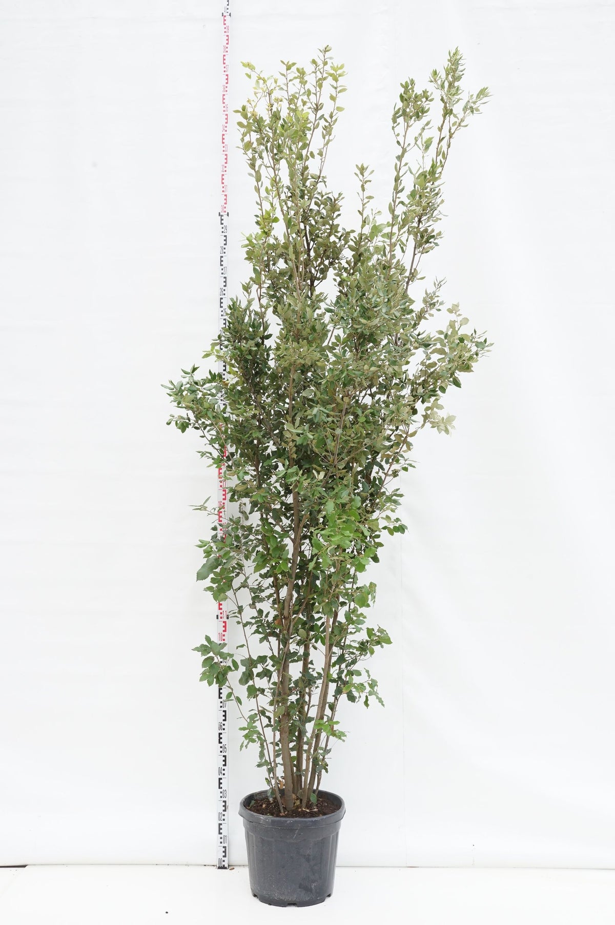 Quercus ilex C55 (55 liters kruka) 250-300 cm