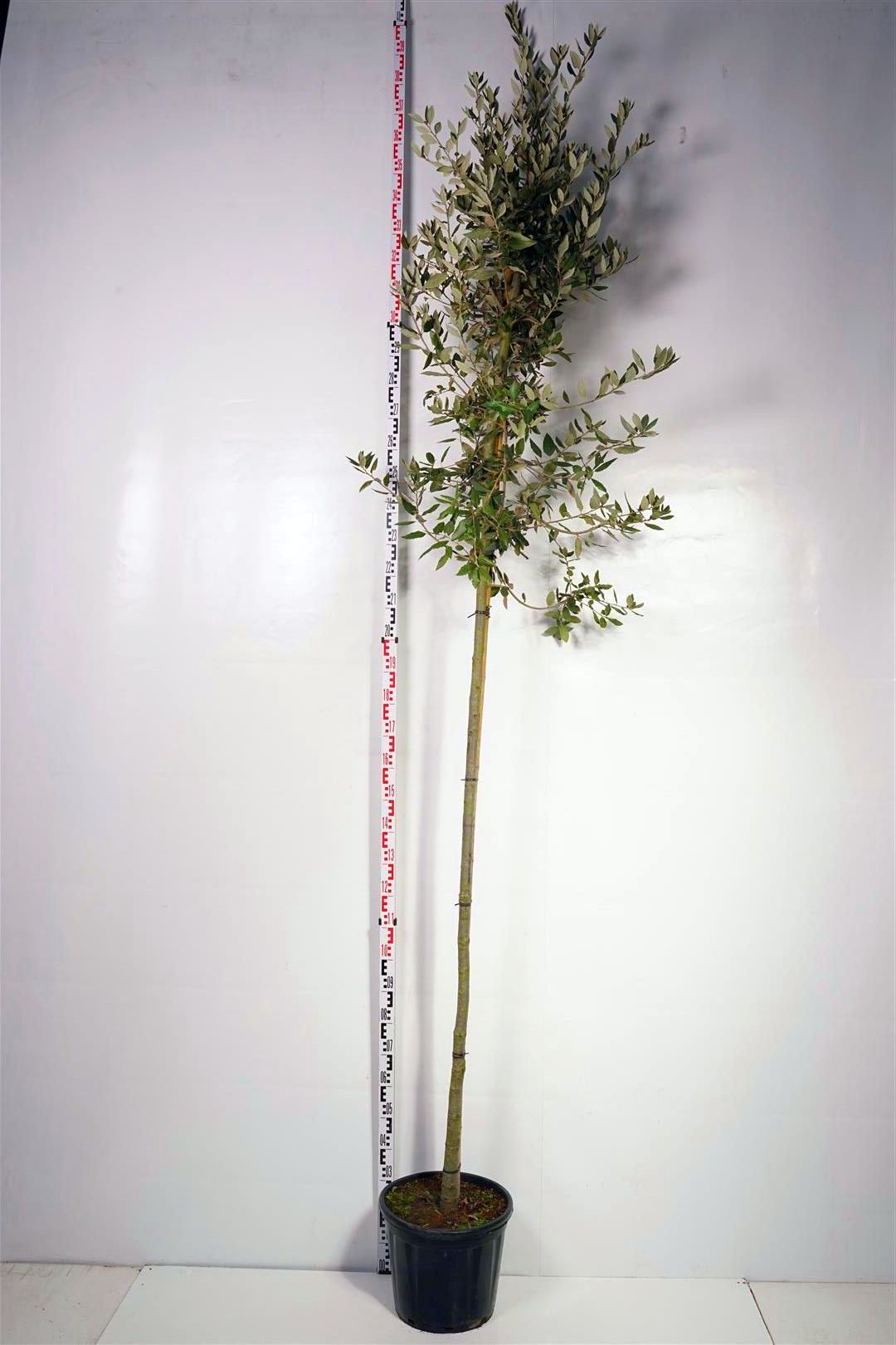 Quercus ilex flerstammig C35 (35 liters kruka) 250-300 cm
