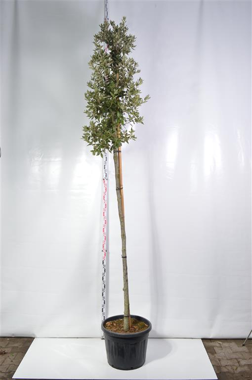 Quercus ilex (stenek) högstam 12-14 cm C70 (70 liters kruka)