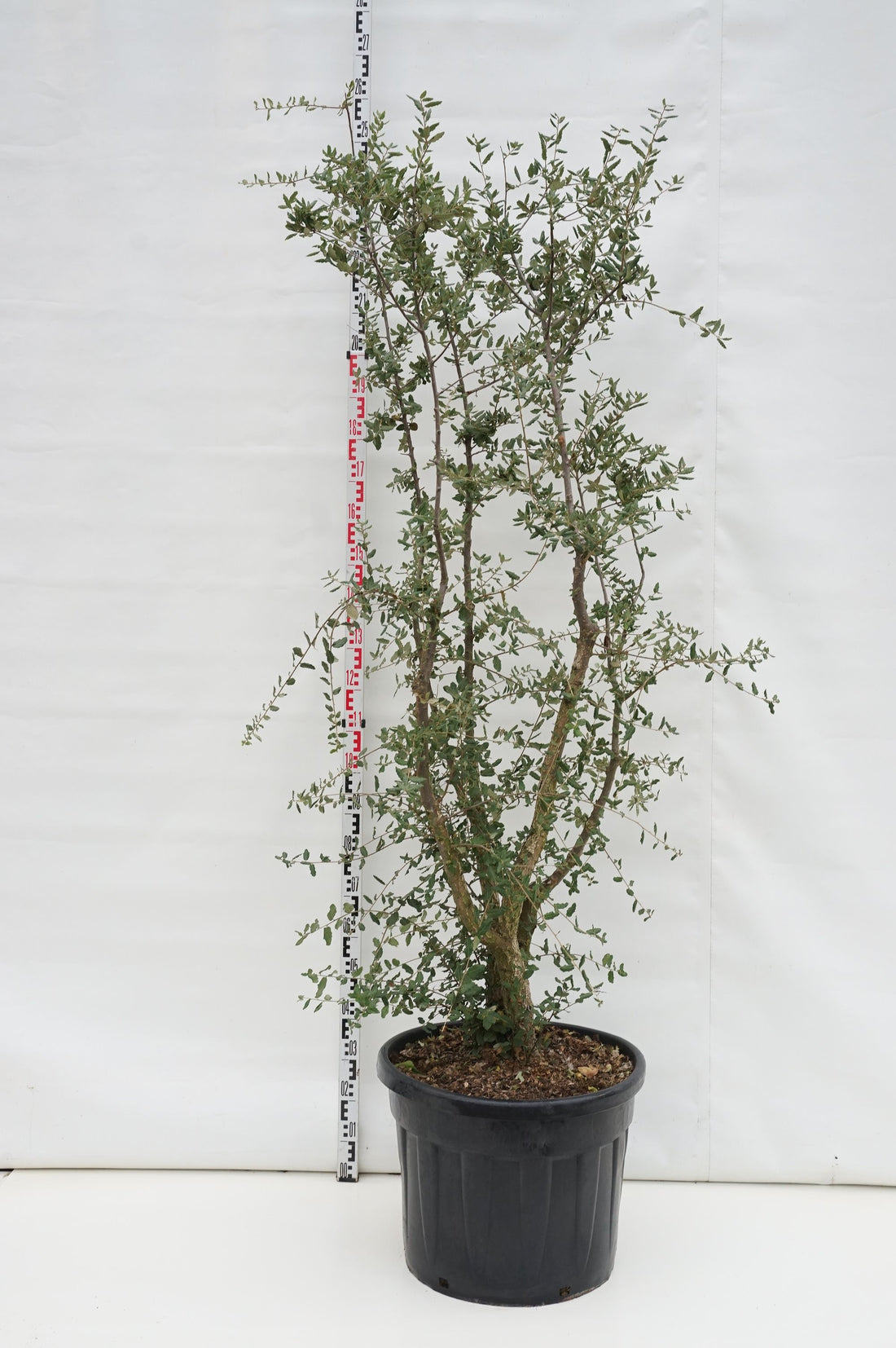 Quercus suber C50 (50 liters kruka) 200-250 cm
