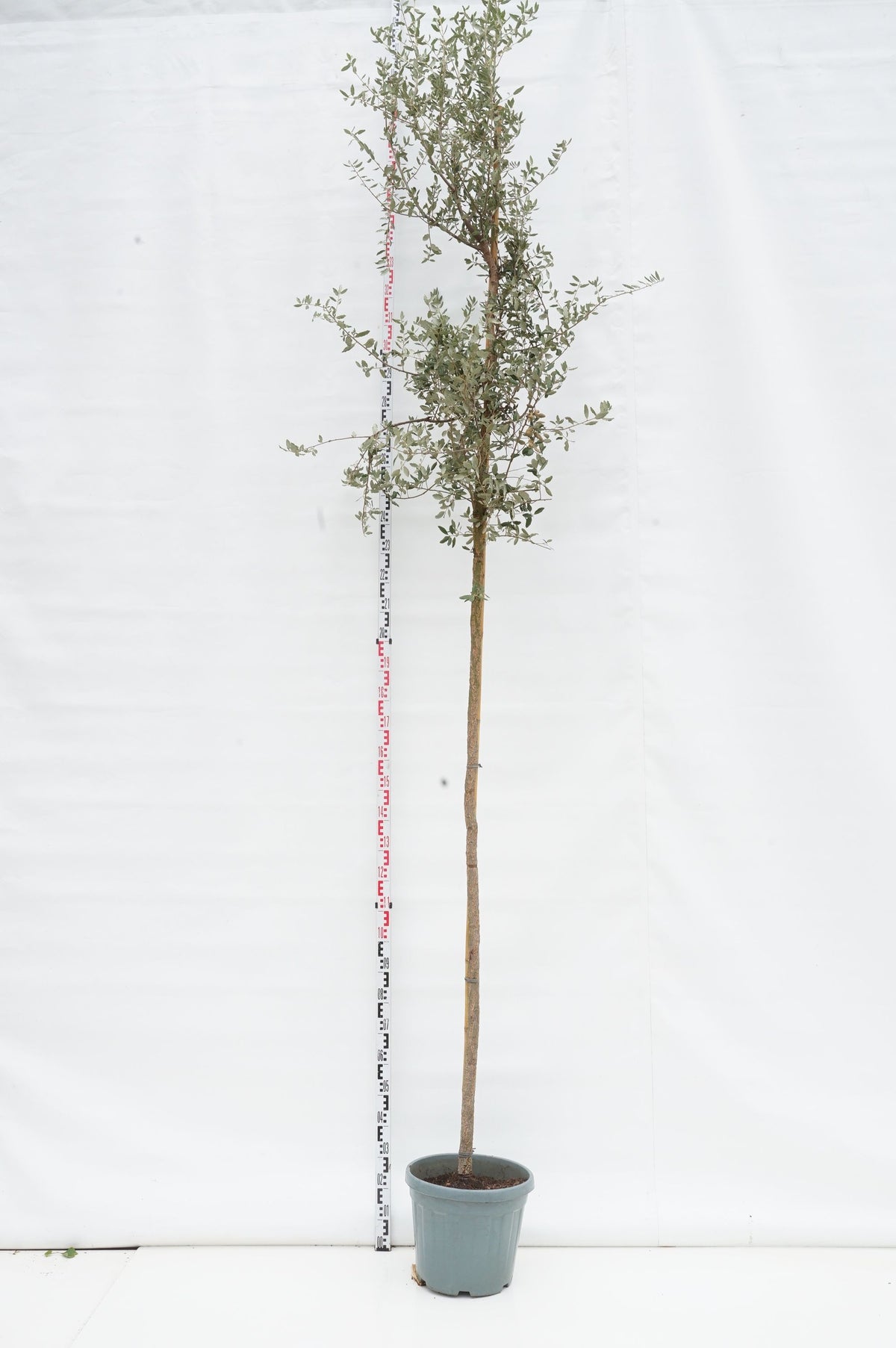 Quercus suber (Korkek) stam 10-12 cm, C35 (35 liters kruka)