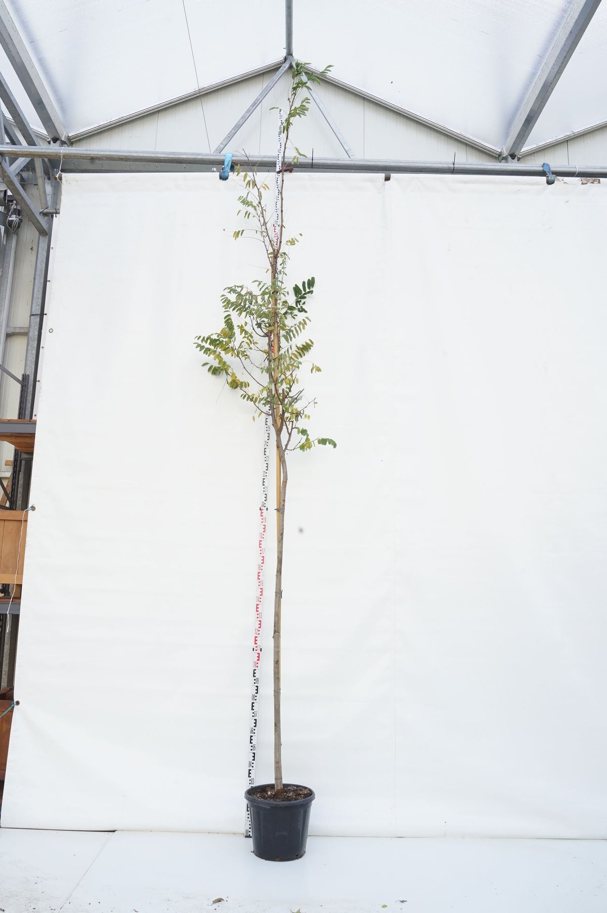 Robinia pseudoacacia &