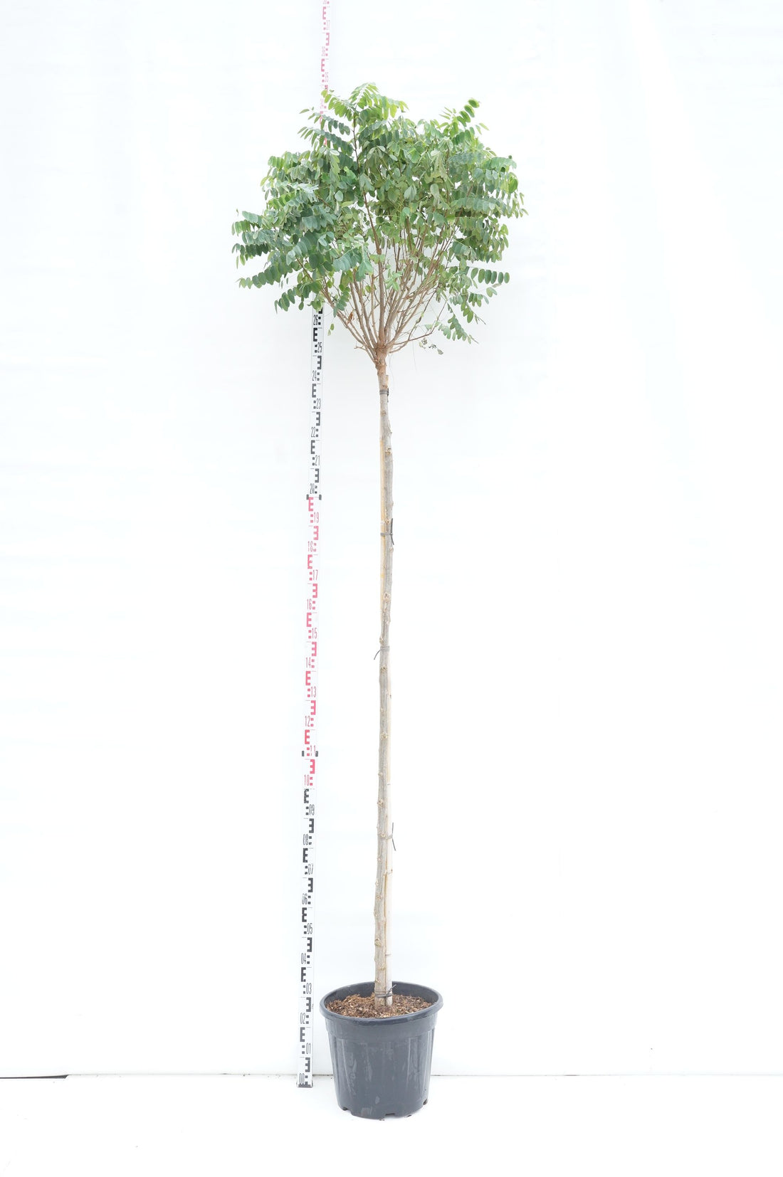 Robinia pseudoacacia &