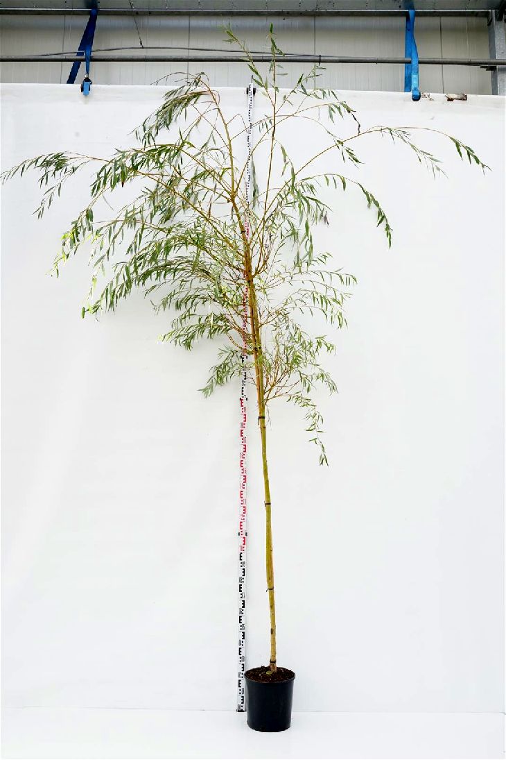 Salix chrysocoma &