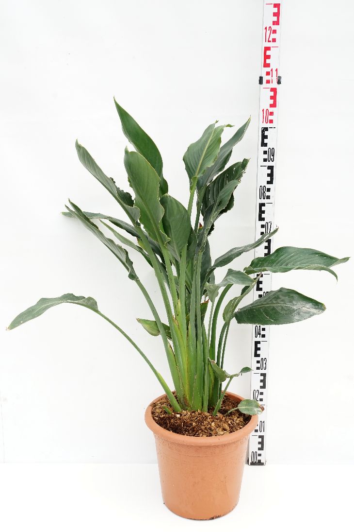 Strelitzia reginae C12 (12 liters kruka)